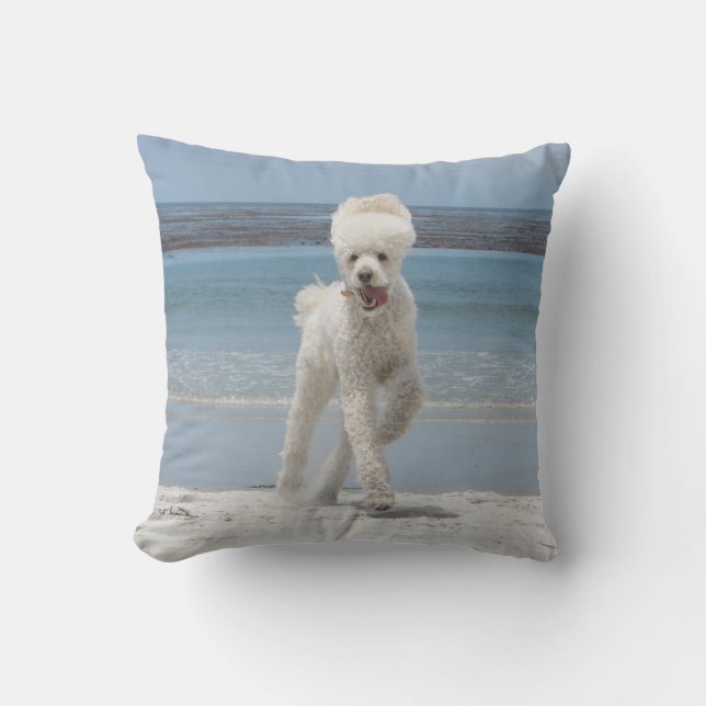 Coussin blanc de caniche (Recto)