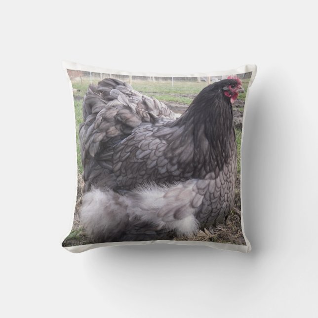 Coussin bleu d'Orpington, poulet, poule, coq (Recto)