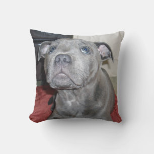 Coussin Blue Staffordshire Bull Terrier Puppy