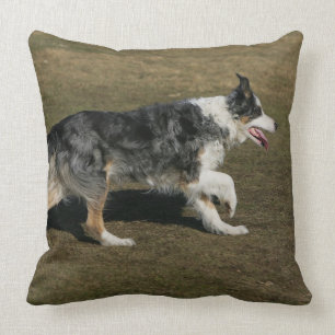 Coussin Border collie courant 1