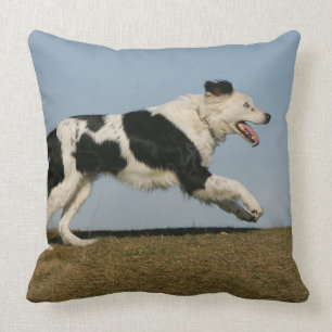 Coussin Border collie courant 2