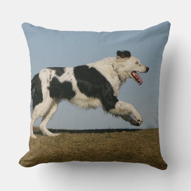 Coussin Border collie courant 2 (Recto)