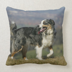 Coussin Border collie haletant 2