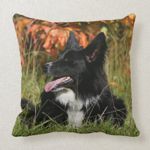 Coussin Border collie haletant la fixation