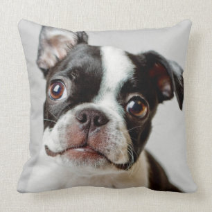 Coussin Boston Terrier
