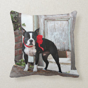 Coussin Boston Terrier - milles
