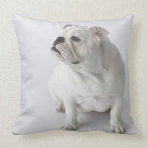 Coussin Bouledogue anglais blanc