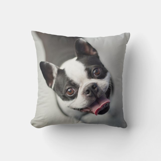 Coussin Bouledogue français des images | de Getty (Recto)