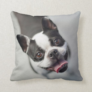 Coussin Bouledogue français des images   de Getty