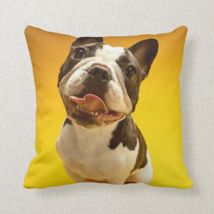 Coussin Bouledogue français recherchant