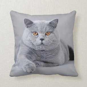 Coussin British shorthair