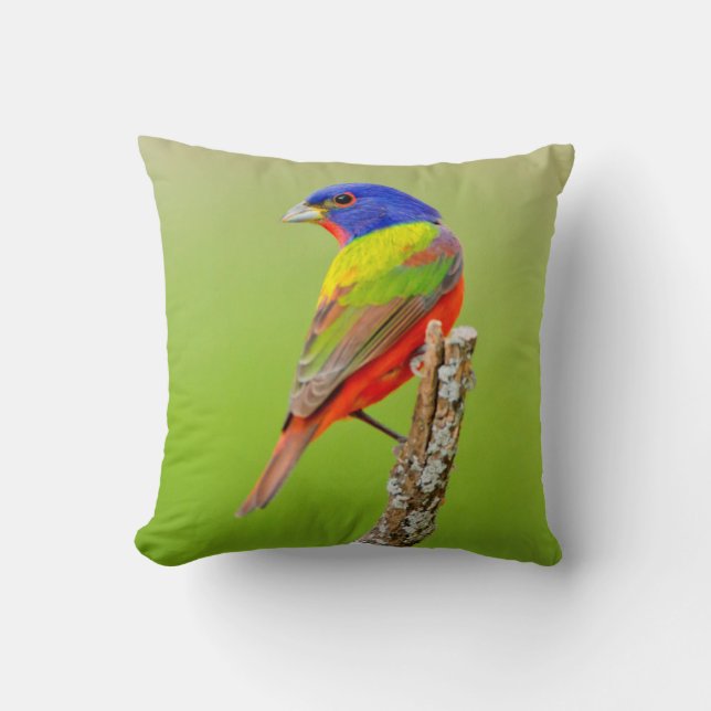 Coussin Bruant à tête rouge (Passerina ciris) Mâle perché (Recto)