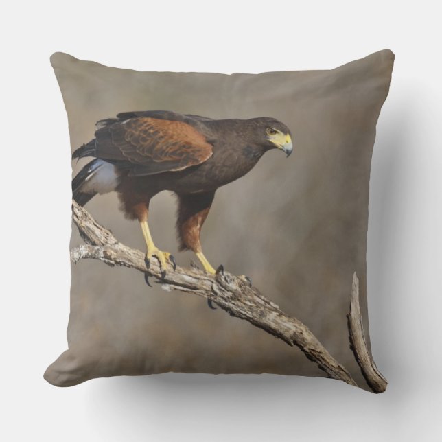 Coussin Buse de Harris rapace perché (Recto)