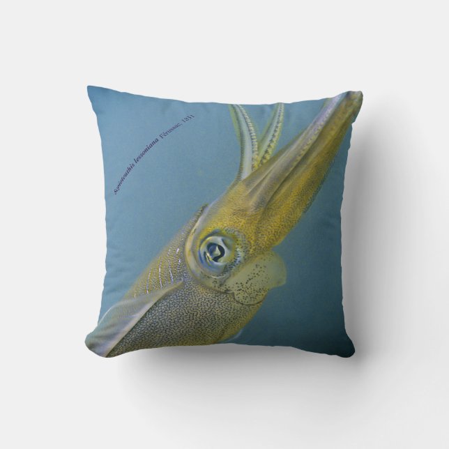 Coussin calmar de Bigfin, Sepioteuthis lessoniana, (Recto)
