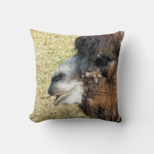 COUSSIN CAMELS
