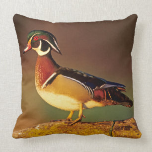 Coussin Canard à bois mâle, Illinois