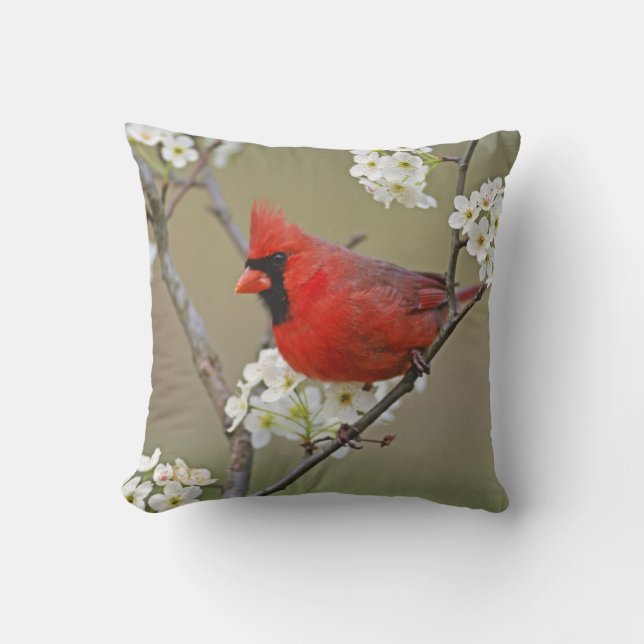 Coussin Cardinal du Nord (Recto)