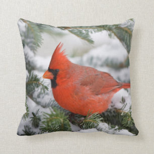 Coussin Cardinal du Nord à Balsam sapin en hiver