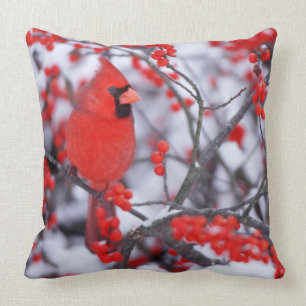 Coussin Cardinal du Nord, Hiver, IL