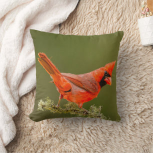 Coussin Cardinal mâle sur une branche