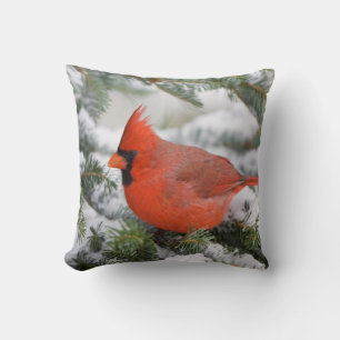 Coussin Cardinal rouge dans un sapin baumier en hiver