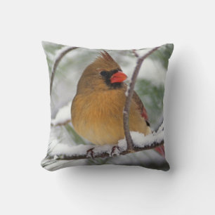 Coussin Cardinalis femelle dans un pin enneigé,