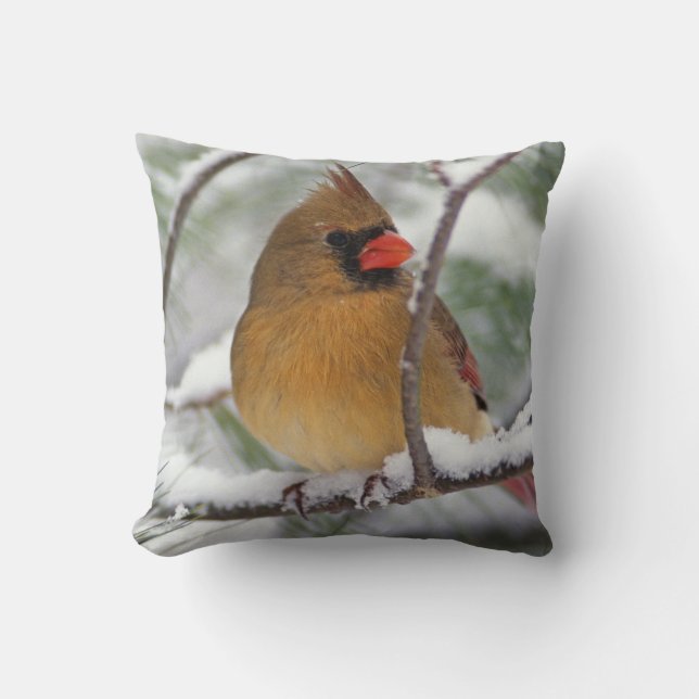 Coussin Cardinalis femelle dans un pin enneigé, (Recto)