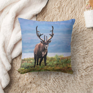 Coussin Caribou ou renne   Parc national de Denali, Alaska