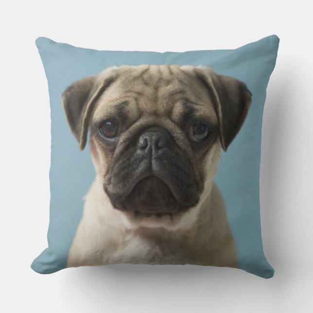 Coussin Carlin Chiot contre Arrière - plan bleu (Recto)