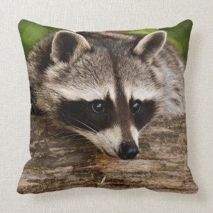 Coussin Carreau carré de raton laveur