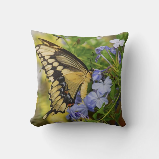 Coussin Carreau de papillon de machaon (Recto)