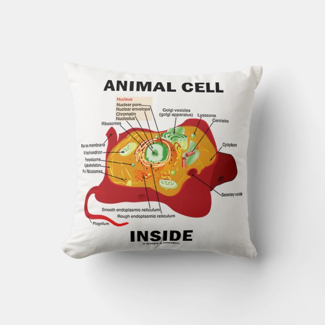 Coussin Cellule animale à l'intérieur du diagramme Eukaryo (Recto)