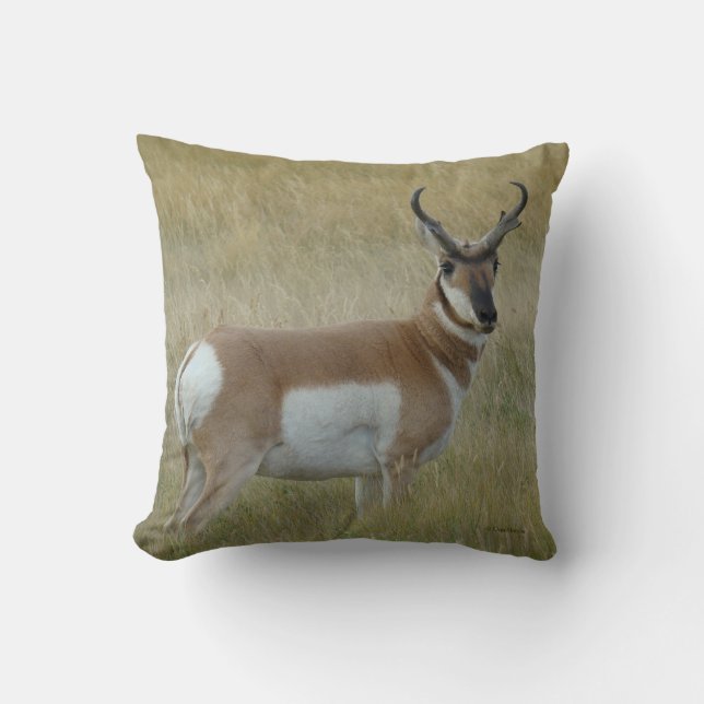Coussin Cerf pronghorn A1 mâle (Recto)