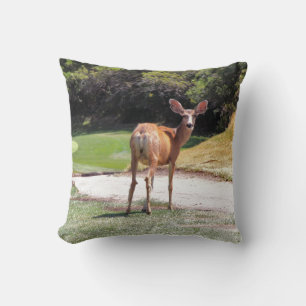 Coussin cerf regardant la caméra photographie