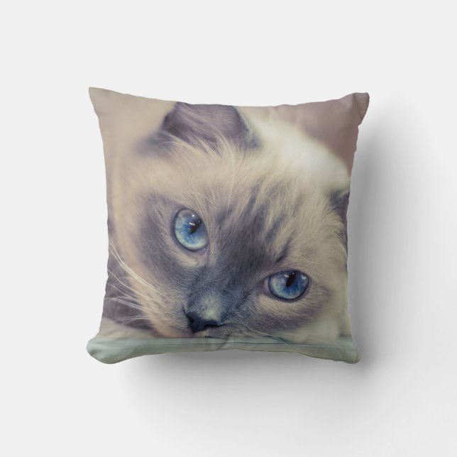 Coussin Chat ‎ (Recto)