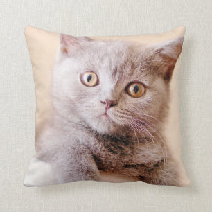 Coussin Chat britannique mignon de Shorthair
