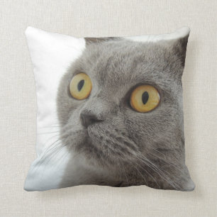 Coussin Chat-Chat-Chant britannique à courte distance