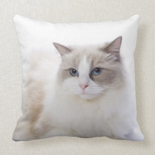 Coussin Chat de Ragdoll sur le clavier d'ordinateur