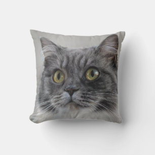 Coussin Chat gris surpris, une race distinctive