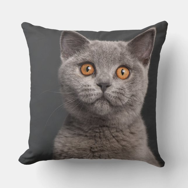 Coussin Chaton britannique de Shorthair (3 mois) (Recto)