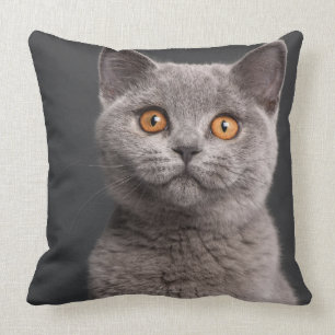 Coussin Chaton britannique de Shorthair (3 mois)
