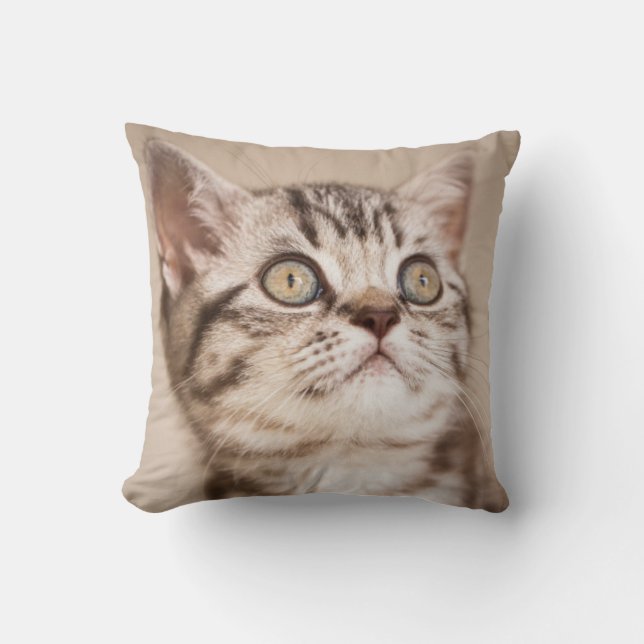Coussin Chaton britannique gris mignon de cheveux courts (Recto)