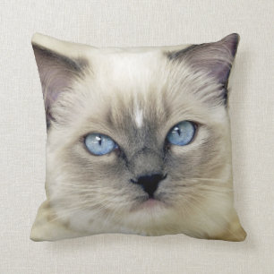Coussin Chaton Ragdoll