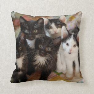 Coussin Chatons de smoking