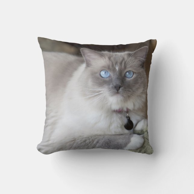 Coussin Chatte Ragdoll (Recto)