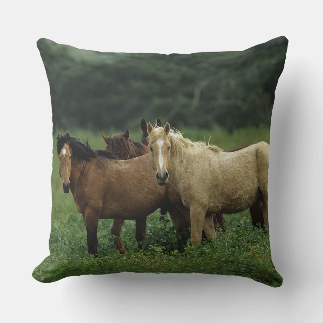 Coussin Chevaux sauvages 4 de mustang (Recto)