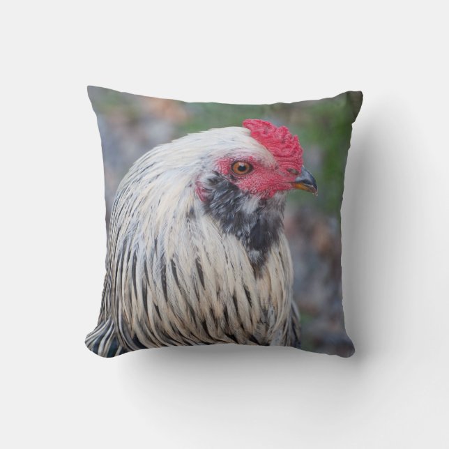Coussin Chicken Up Close and Personal ! (Recto)