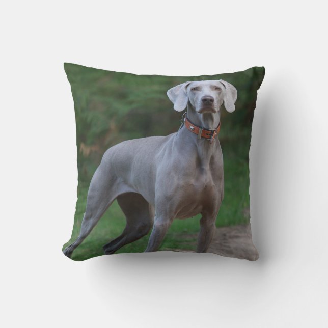 Coussin Chien chiot Weimaraner (Recto)