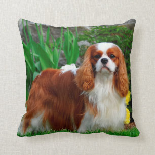 Coussin Chien coquelicot de Blenheim Cavalier