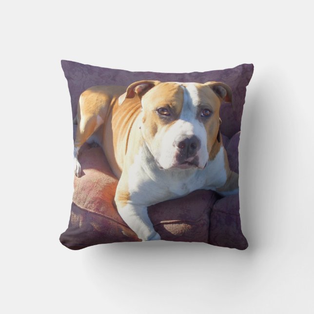 Coussin Chien de terrier de Pitbull (Recto)